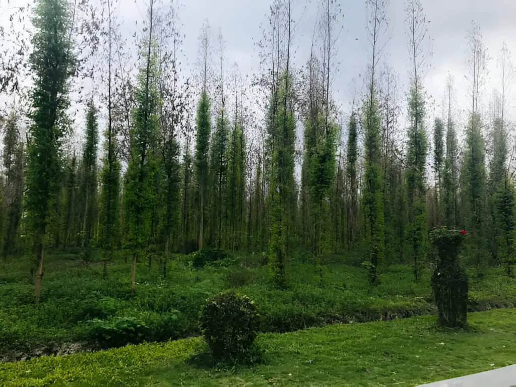 mountain road with hybrid poplar trees