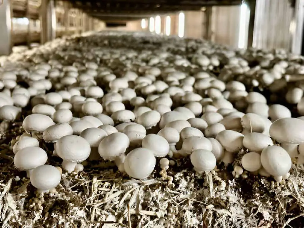 mushrooms in greenhouse