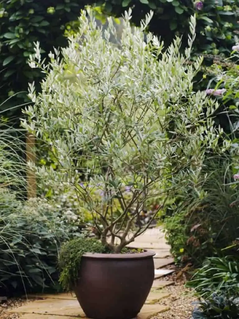 olive tree in the pot