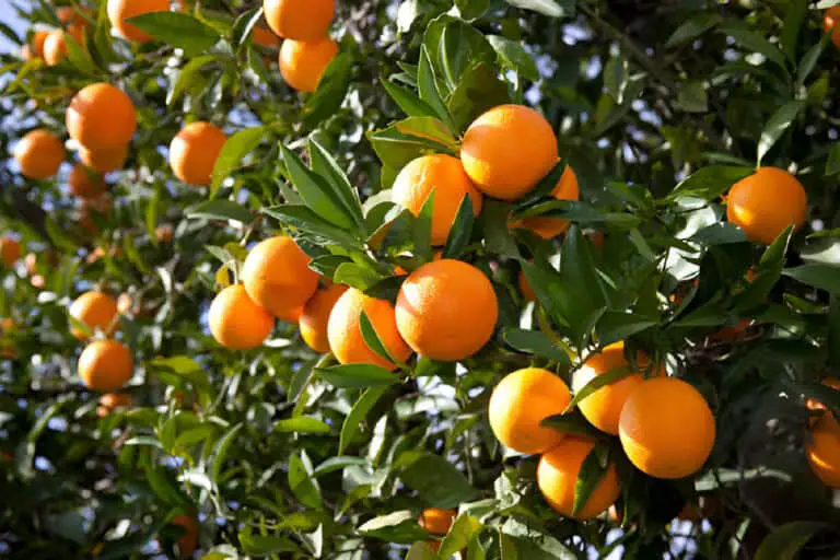 orange on tree