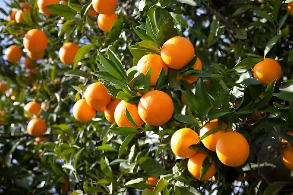 orange on tree