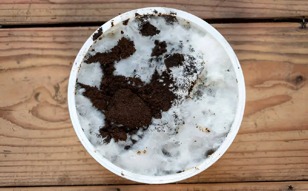 oyster mushroom mycelium growing on coffee grounds