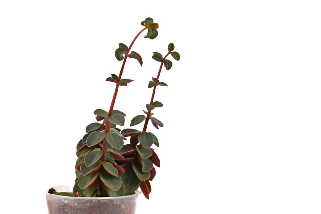 peperomia houseplant showing-signs of etiolation-with-long stems with small leaves