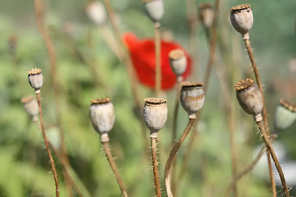 poppy capsules plant