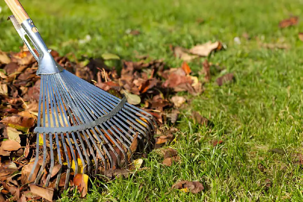 rake leaves on grass in garden