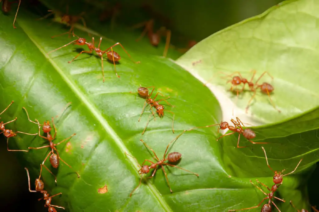 red ant on leaf tree in nature