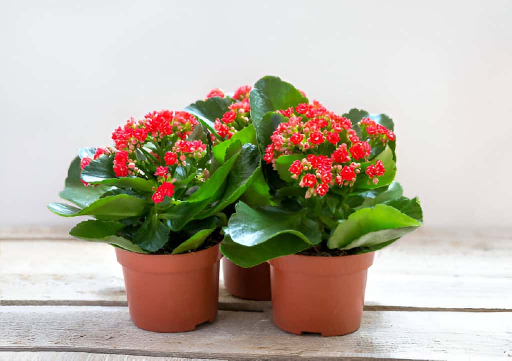 red kalanchoe flowers