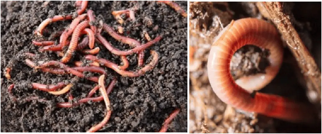 red wigglers worm on soil