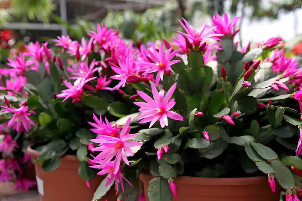 rhipsalidopsis or easter cactus