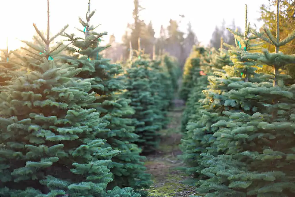 row of beautiful and vibrant christmas trees