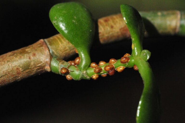 scale insect on jade