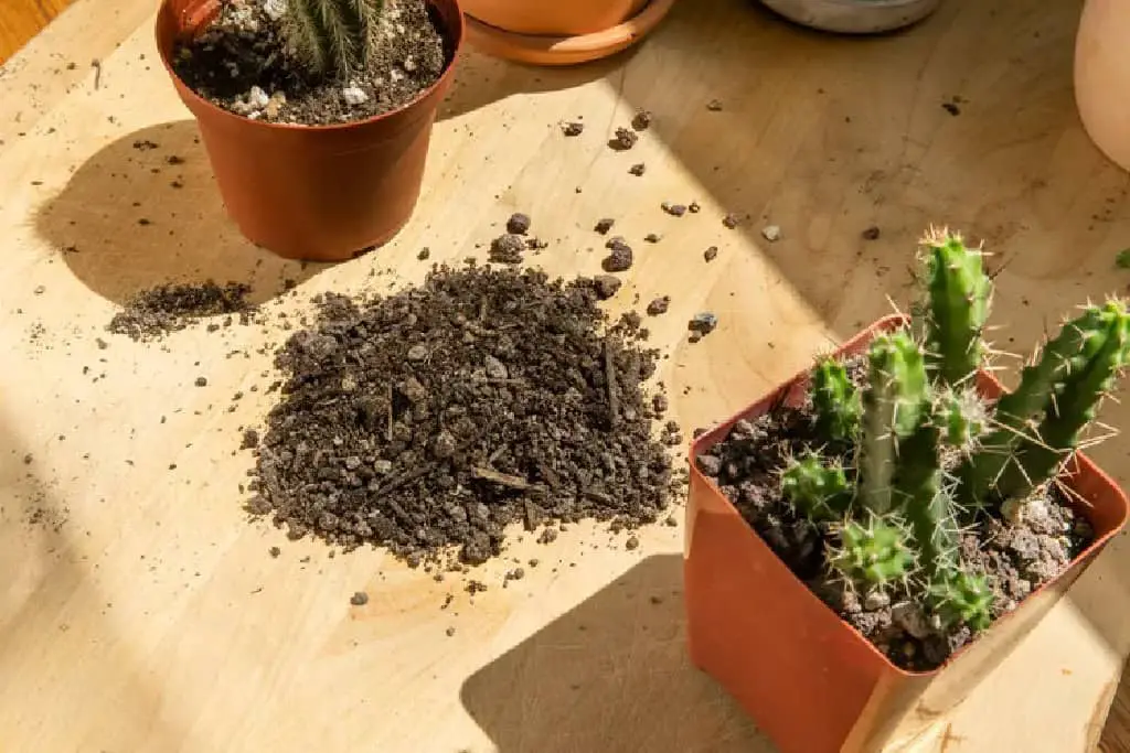 soil gymnocalycium cactus