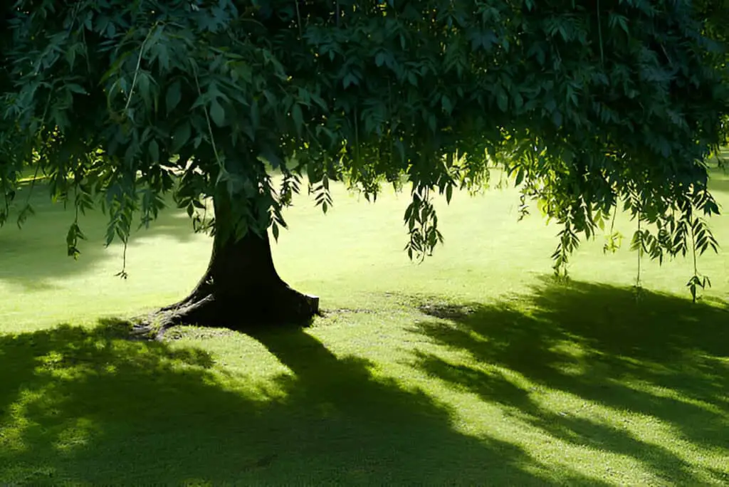 summer tree giving shade