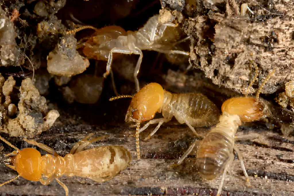 termites on the dirt