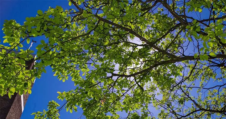 tree topping share