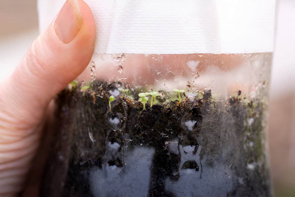 winter sowing checking on little-seedlings in a plastic bottle