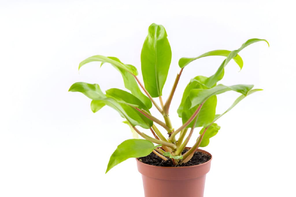 young philodendron lemon lime plant