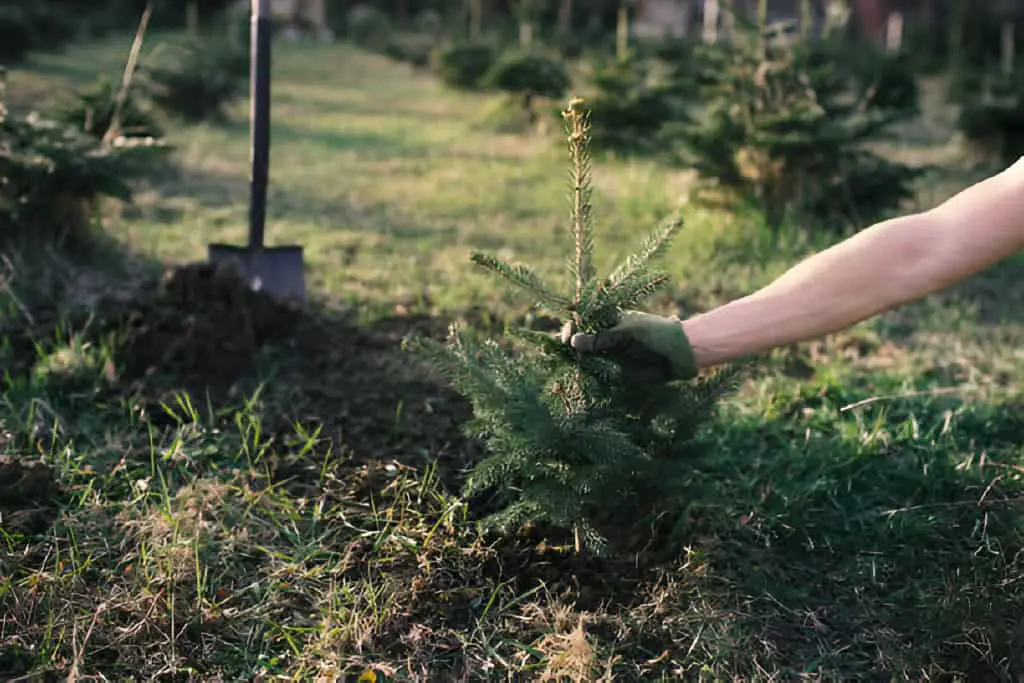 young tree in the garden small-plantation for a christmas tree