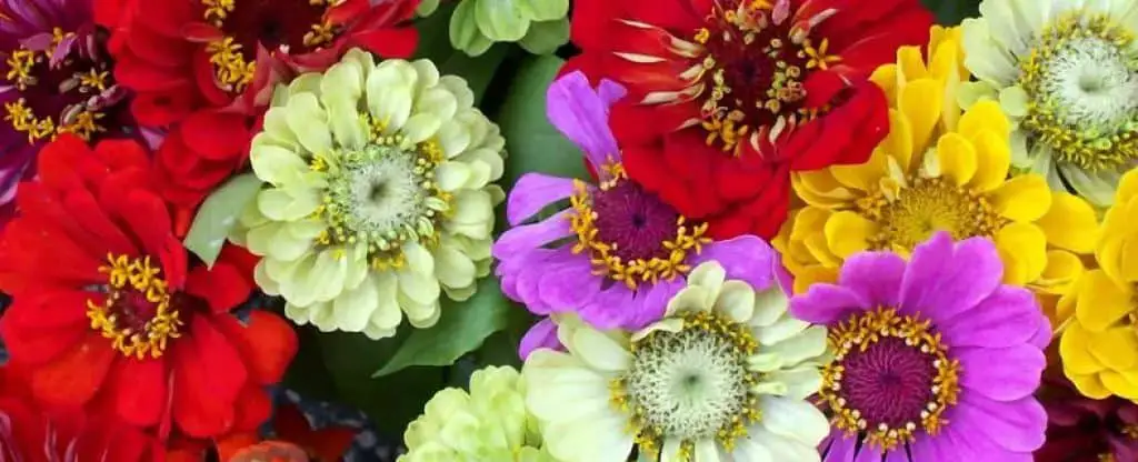 zinnias