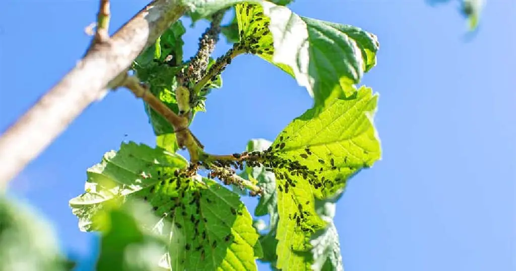 Aphid eats leaves of a tree. Tree disease