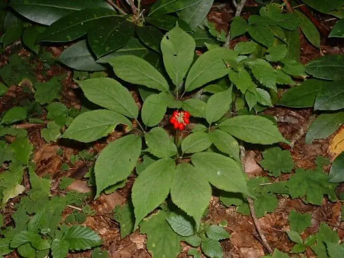 How to Grow and Care for Ginseng