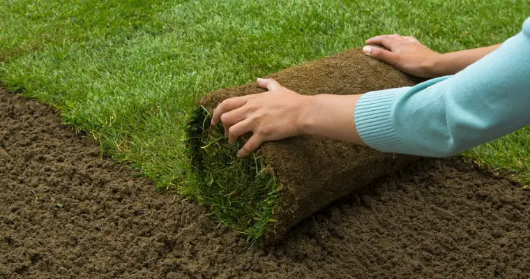 Aplying turf rolls in the backyard sod