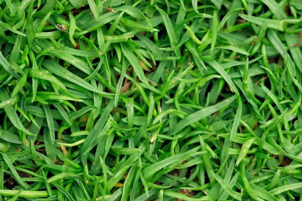 North Carolina Bermuda Grass