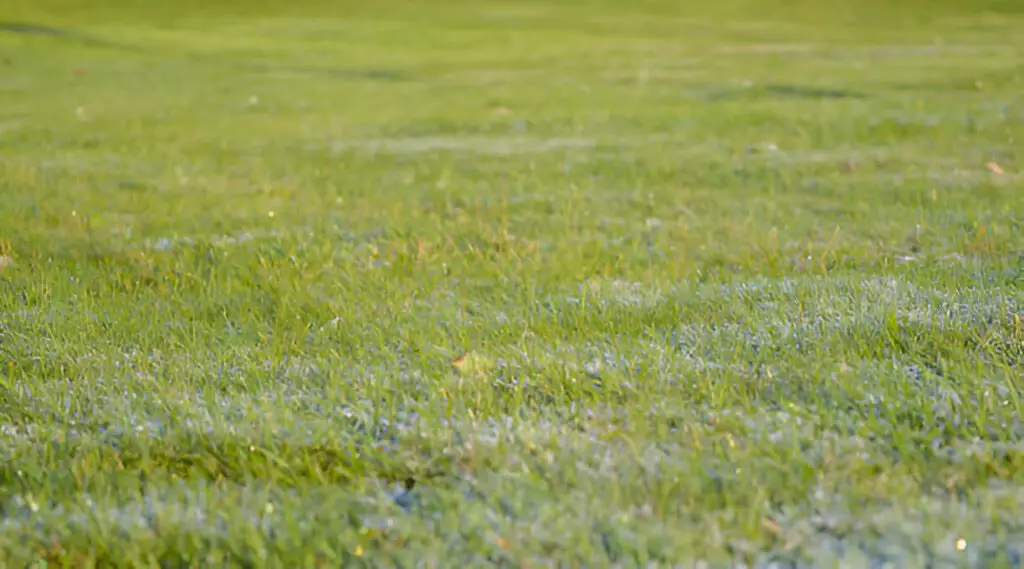 Pythium Disease on Lawn Grass in Morning