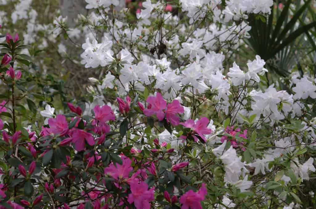 Woody Ornamental Blooming