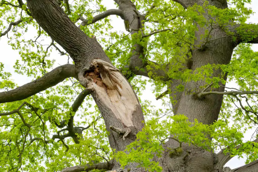 a large tree damaged by a lightning strike