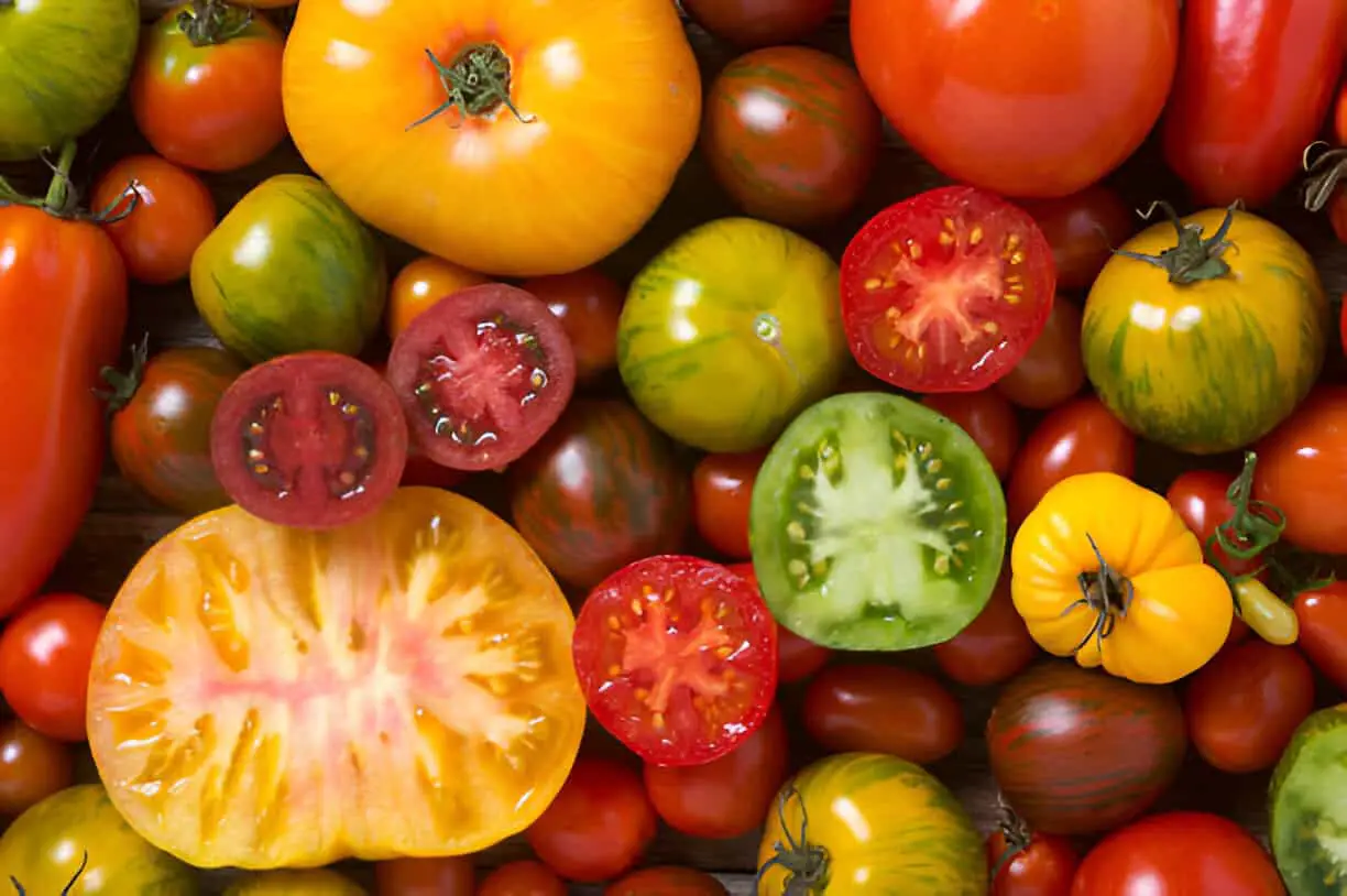 colourful tomatoes heiloom