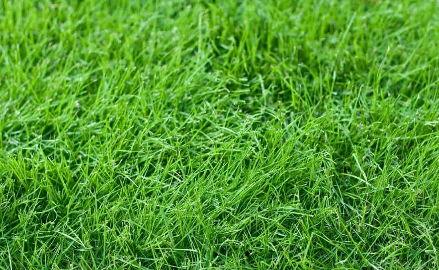 fescue (young) grass