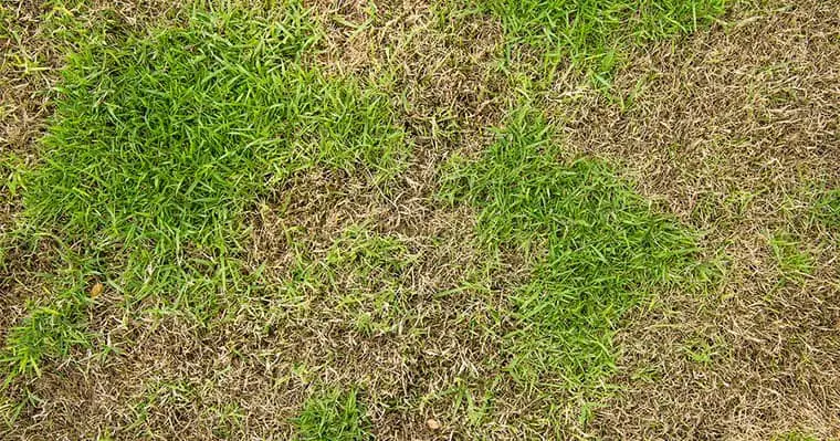 fungal disease in lawn