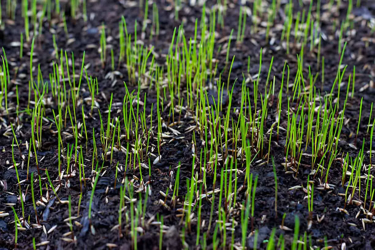 growing grass