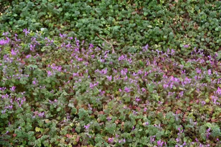 henbit grass in field