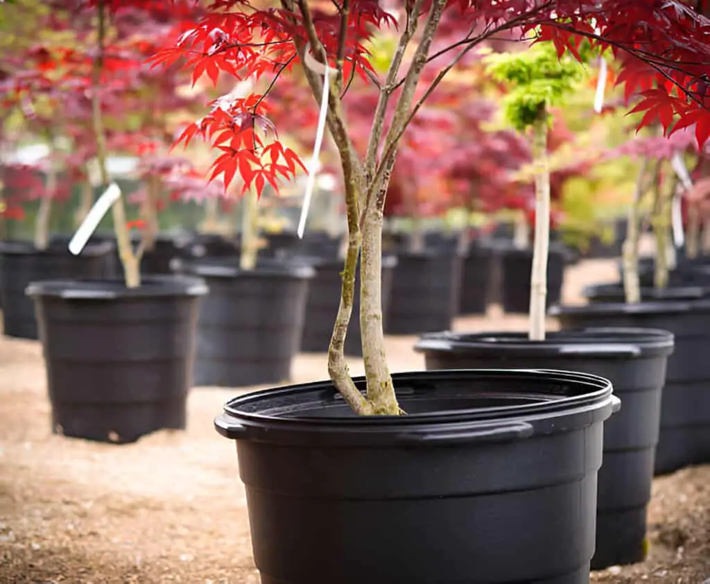 japanese maple tree nursery