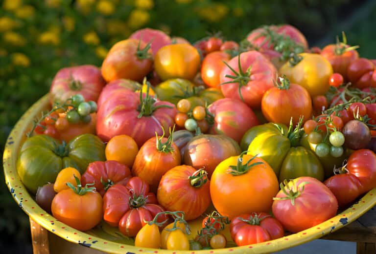 multicolored organic heirloom tomatoes