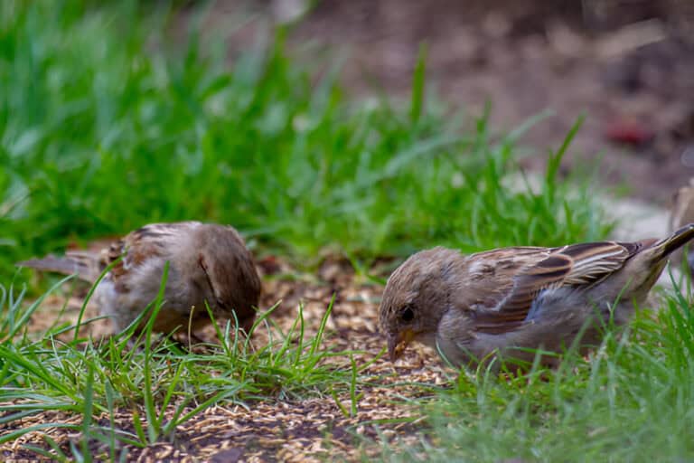 sparrows sitting on the -ground-with grass and feeding seeds