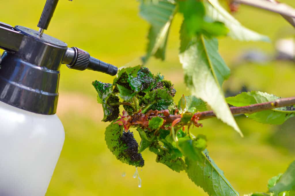 spray bottle and spraying chemical liquid on cherry leaves with aphids