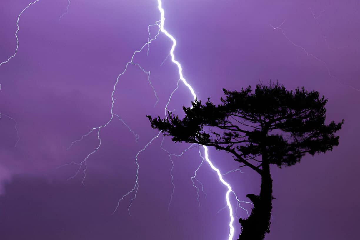 tree and lightning bolt and storm lightning