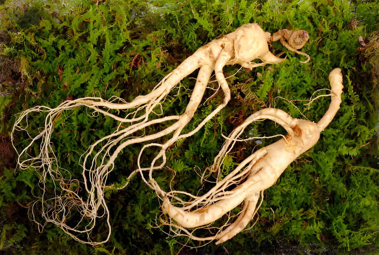 wild korean ginseng root