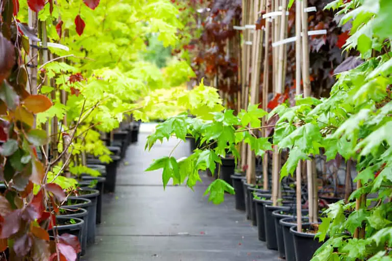 young maple trees in plastic pots on plant nursery