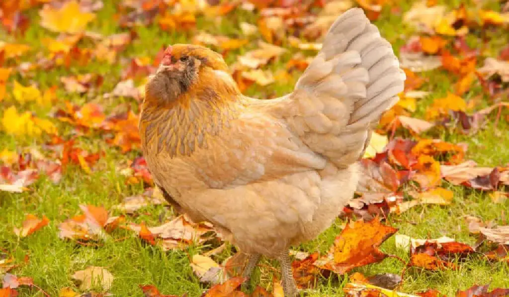 Americana chicken looking for food around