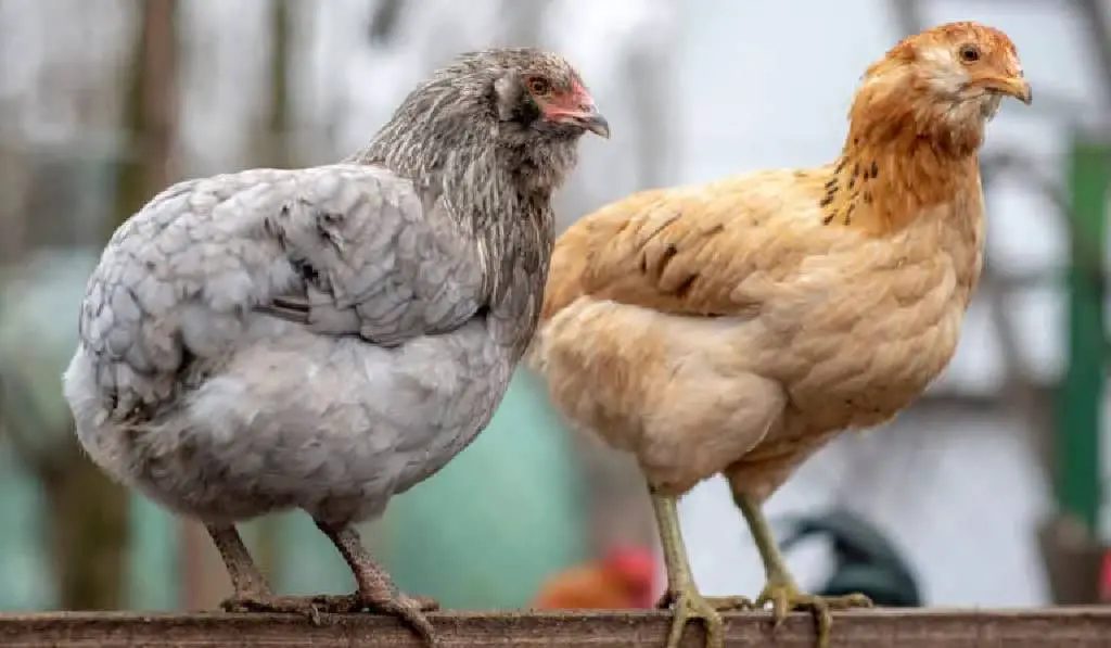 Araucana chicken and Easter egger and on a farm