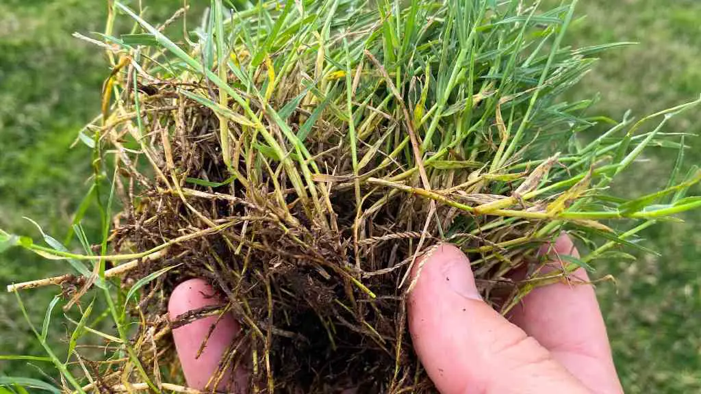 Bermudagrass