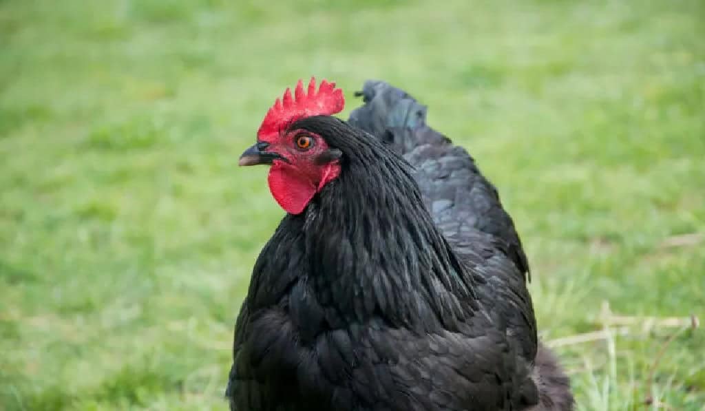 Black color orpington chicken on the grass