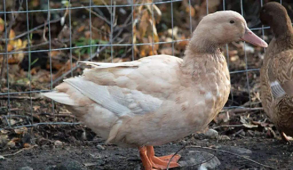 Buff Duck Hen standing near wire