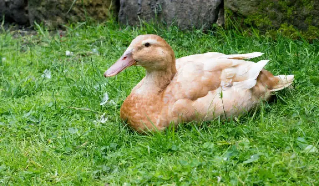 Buff Orpington duck resting on the grass