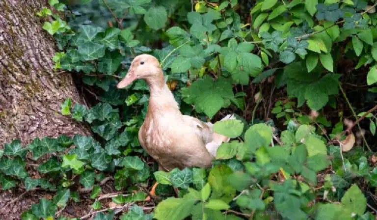 Buff colored duck foraging for bugs in bushes