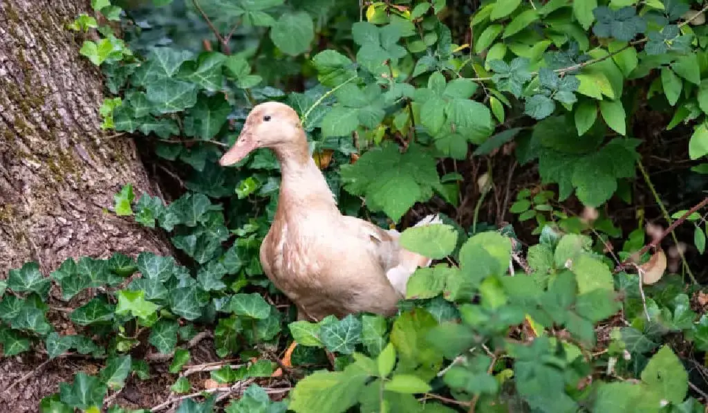 Buff Ducks Profile: Characteristics, Care, and Companionship ...